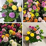 500 Chrysanthemum Flower Seeds, Mixed Color Pompon Mum Seed, Perennial Heirloom Ground Cover Flower Seed for Outdoor Home Garden, Indoor