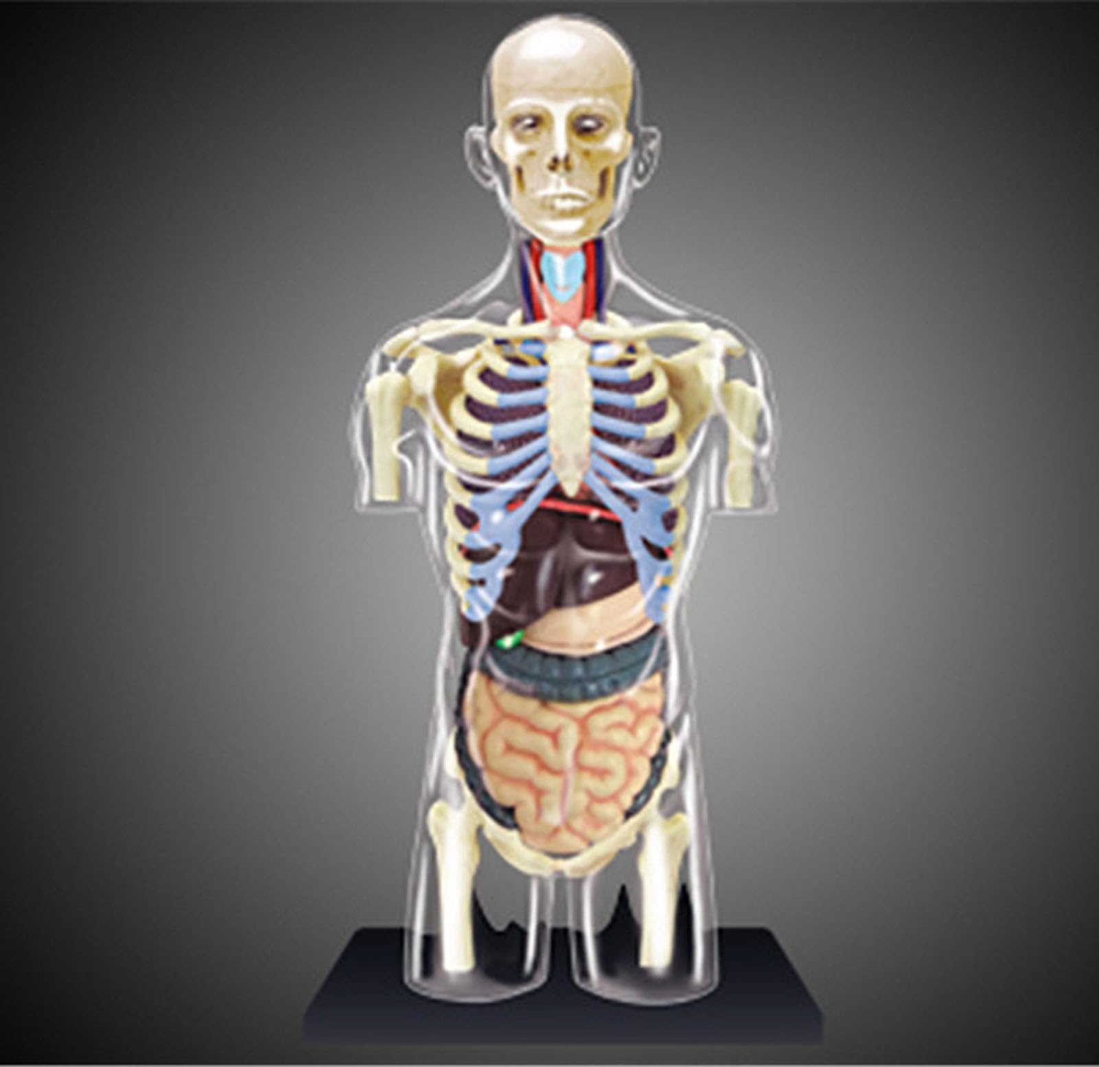 Zestaw 4D przezroczystego modelu anatomicznego tułowia człowieka, model anatomiczny połowy ciała człowieka w skali 1:6, 37 części, odłączany, do prezentacji edukacyjnej i edukacyjnej