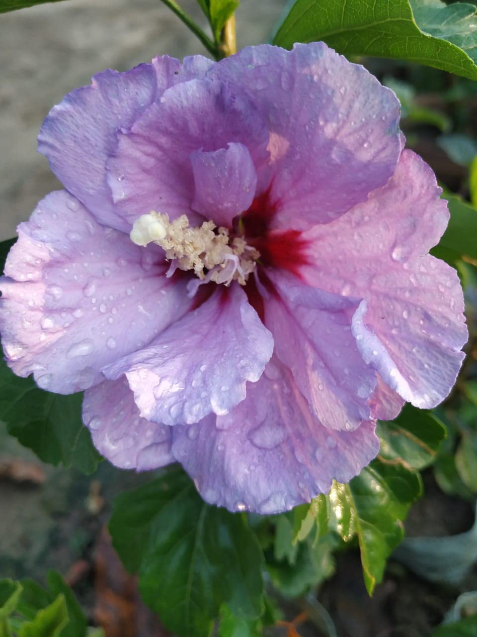 Hibiscus Purple Hibiscus Live Plant Healthy Plant And Tree Pack |  Desertcart Seychelles, image size:960x1280
