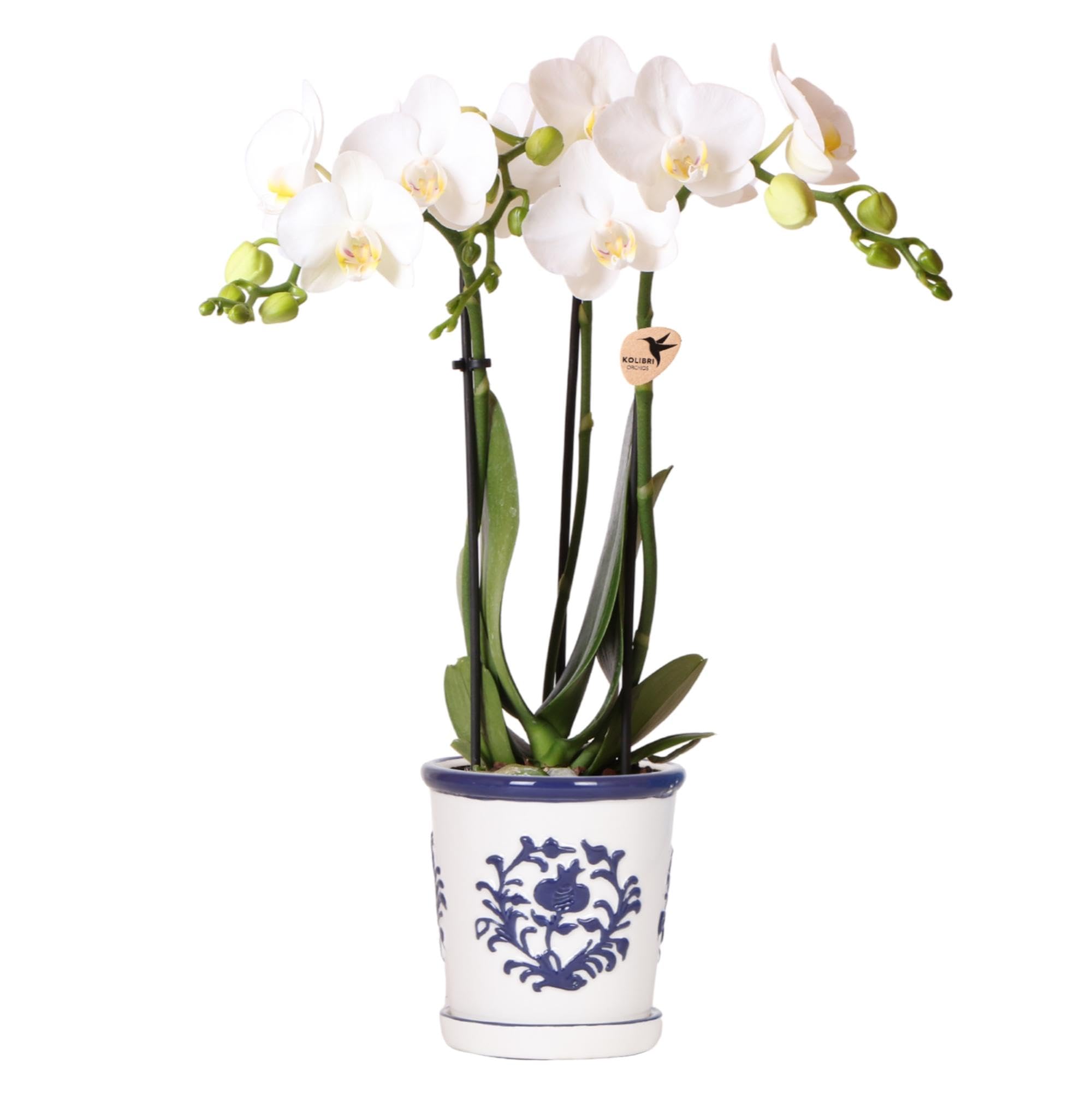 Orchidée blanche Amabilis haut de gamme Kolibri en pot bleu