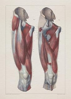 Anatomy THIGH MUSCLE HIP print SRA3 12x18 conqueror laid paper