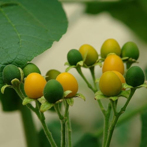 Miniatura 4 de Tamarillo enano (Solanum abutiloides) - Cultiva ahora o almacena para futuras plantaciones - Cápsula de 100 semillas