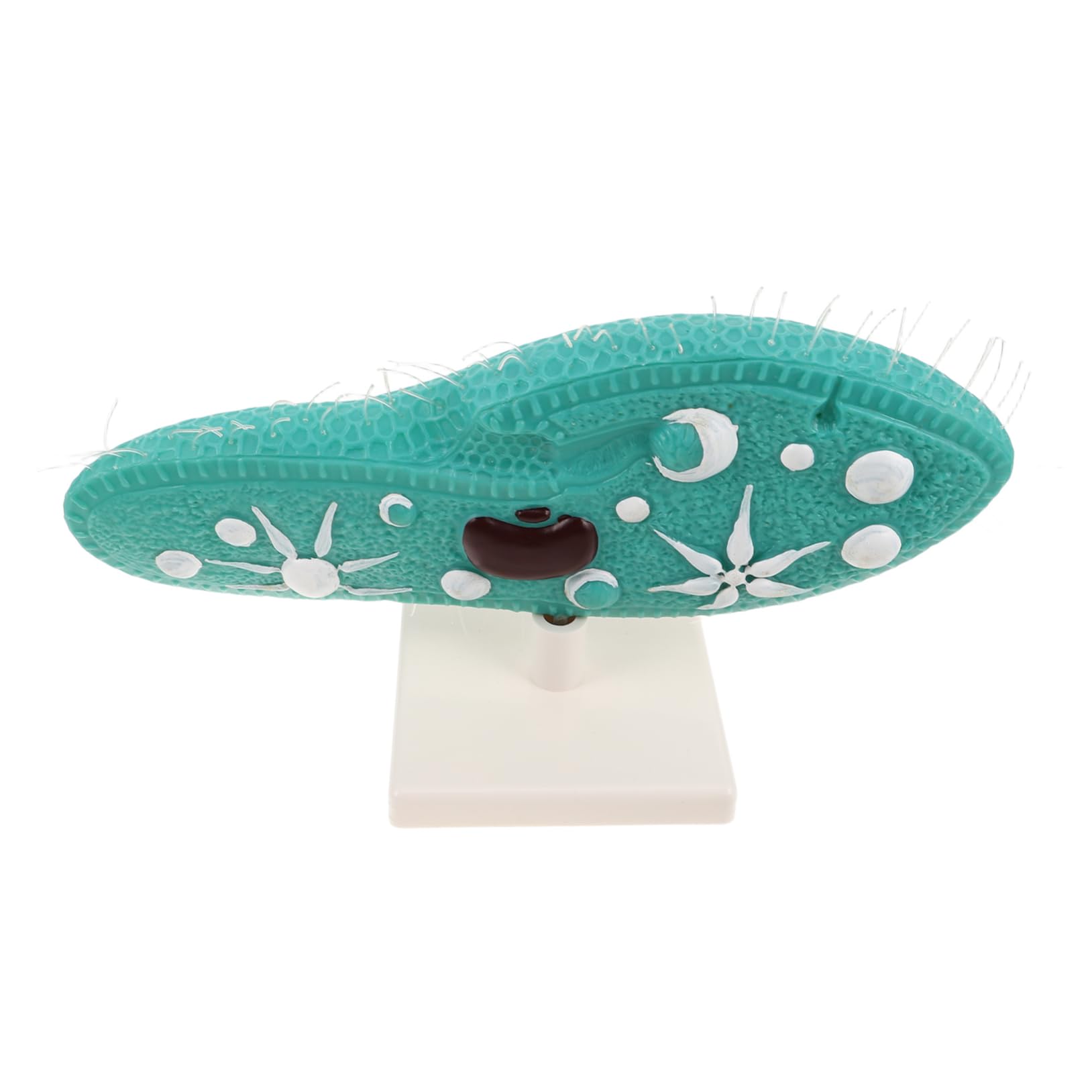 Modèle de paramécie organisme unicellulaire maquette didactique - 8