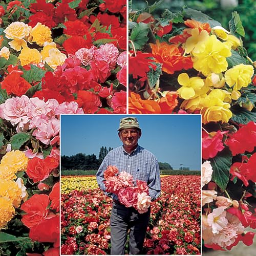 Belgian Giant Begonias - 10 Uprights and 10 Trailers