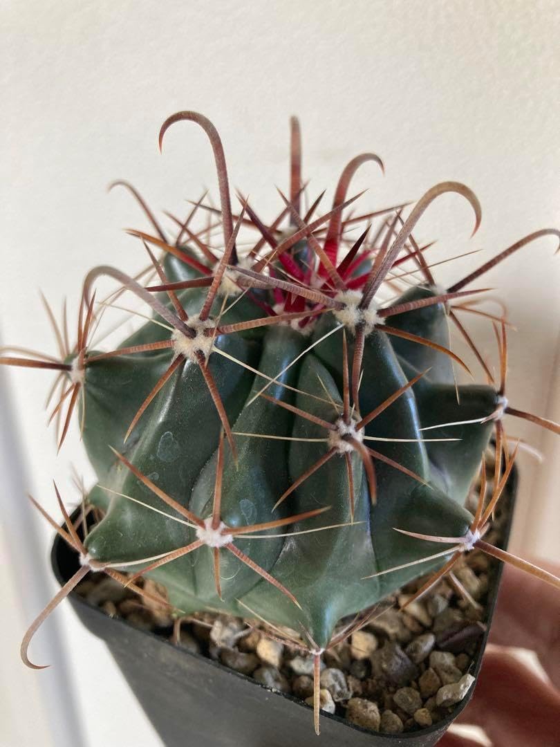 フェロカクタス巨鷲玉◇ドライガーデン多肉サボテン アガベ ハオルチア