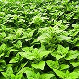 SANWOOD Semillas Tetragonia Tetragonioides, 50 Uds. Semillas Tetragonia Tetragonioides Natural Annual New Zealand Spinach Vegetable Seeds for Parterre