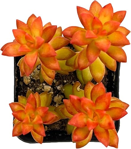 Miniatura 12 de Sprout N Green Sedum Adolphi 'Firestorm', 1 mini planta suculenta viva totalmente enraizada en maceta de inicio de 2 pulgadas, planta de casa real