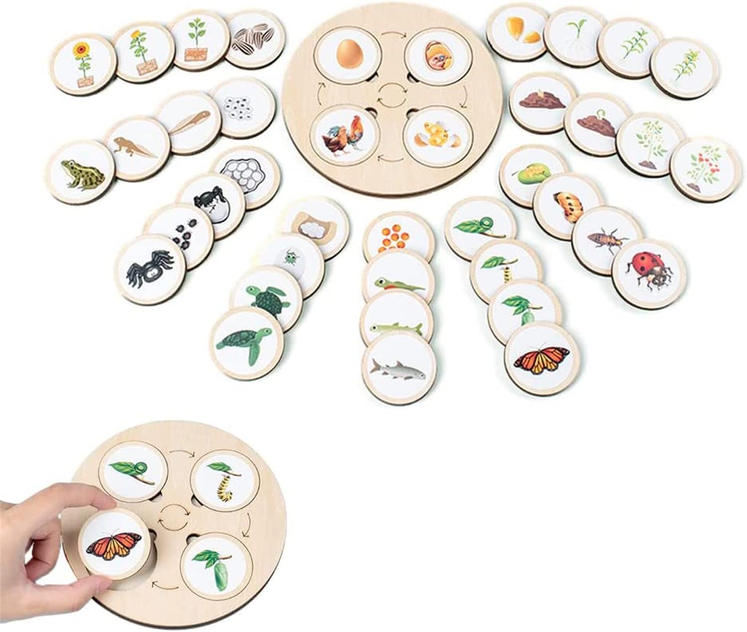 GGEROULife Cycle Kit Toy Montessori - Montessori Life Growth Cycle Puzzle Board,Wooden Montessori Life Cycle Tray of Animals, Plants and Insects,Educational & Fun Matching Game for Kids School Age 3+