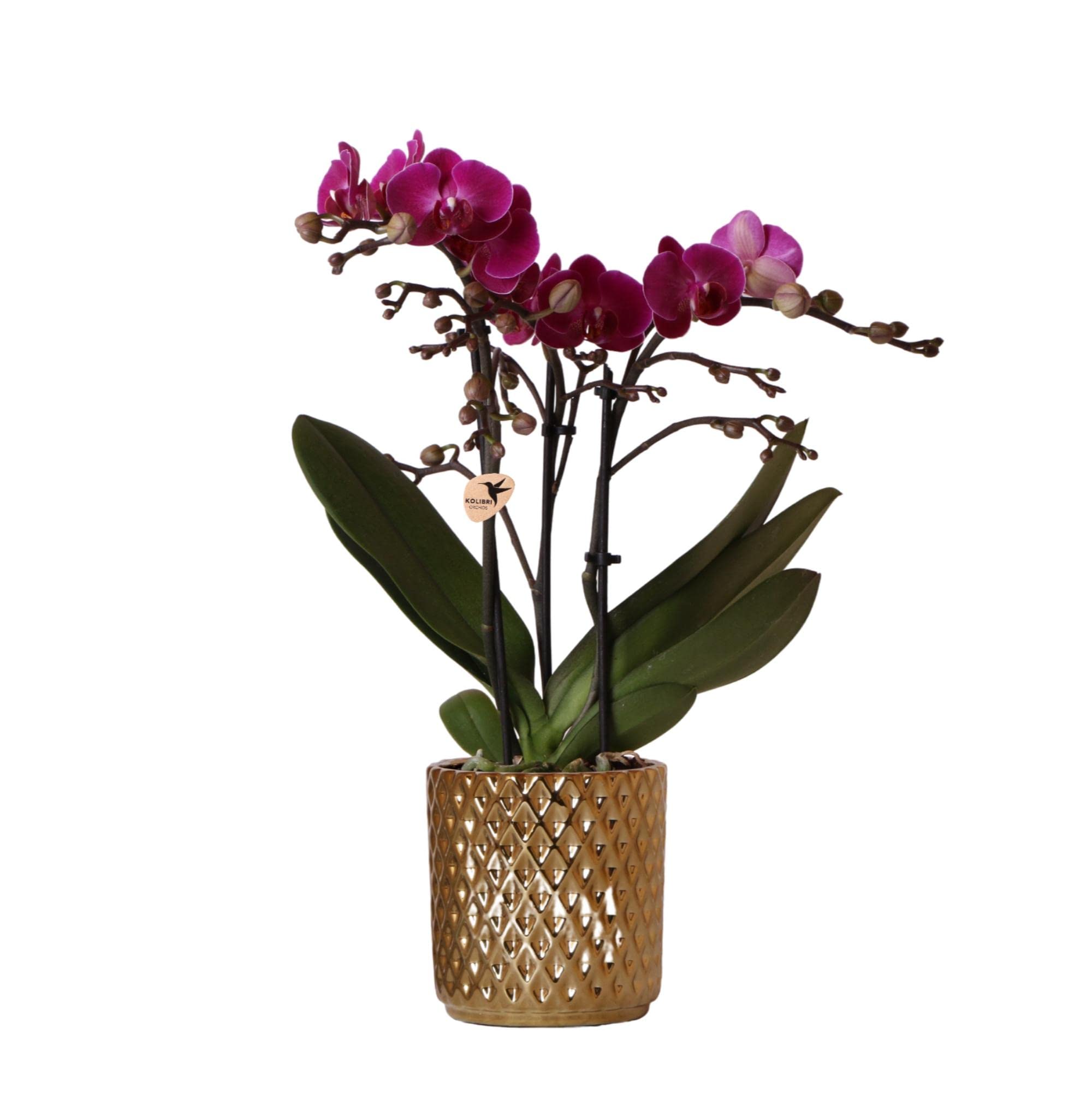 Kolibri Morelia Orchidée Phalaenopsis violette, pot décoratif diamant doré, taille du pot Ø 9 cm à 35 cm de haut, plante d'intérieur fleurie fraîche du cultivateur