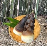 【宮城県東松島産】 早朝取り 天然 たけのこ(孟宗竹) 約2kg直送セット