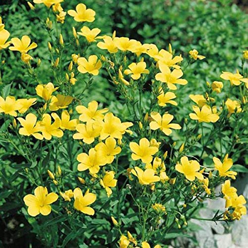 PLAT FIRM Germination Seeds: 800: Golden Flax 200-1000 Seeds Ships from USA Gardening Sprouting Microgreens