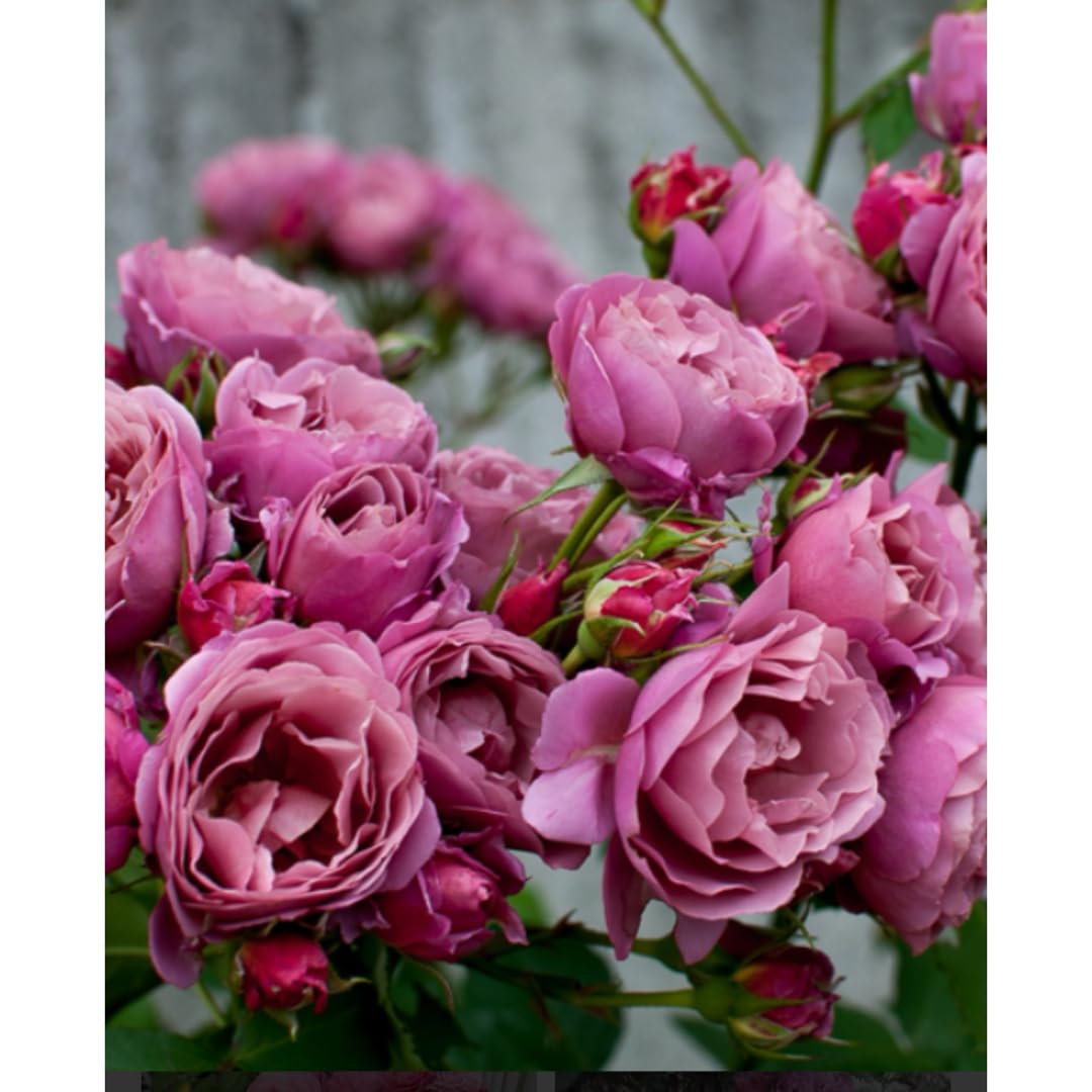 Amazon.co.jp: 和薔薇苗 : おもちゃ