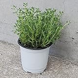 ＩＴＡＮＳＥ ハーブ苗 タイム クリーピングローズ 2個セット【おうちで簡単！育てやすい10.5cmポットハーブ苗シリーズ】