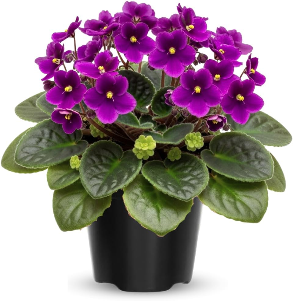 African Violet Live Plant Houseplant in 4" Pot, Blooming Indoor Plant for Home or Office with Vibrant Flowers (Purple African Violet)