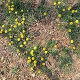 500 piezas Semillas de diente de león prado de flores regalos para los amantes del jardín decoración de jardín para exterior semillas de planta camas elevadas para jardín plantas