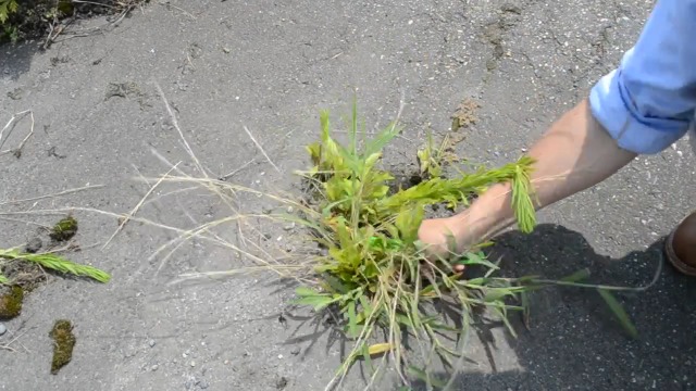 仁作 nisaku 雑草ブラシ No.2510で根元から除草