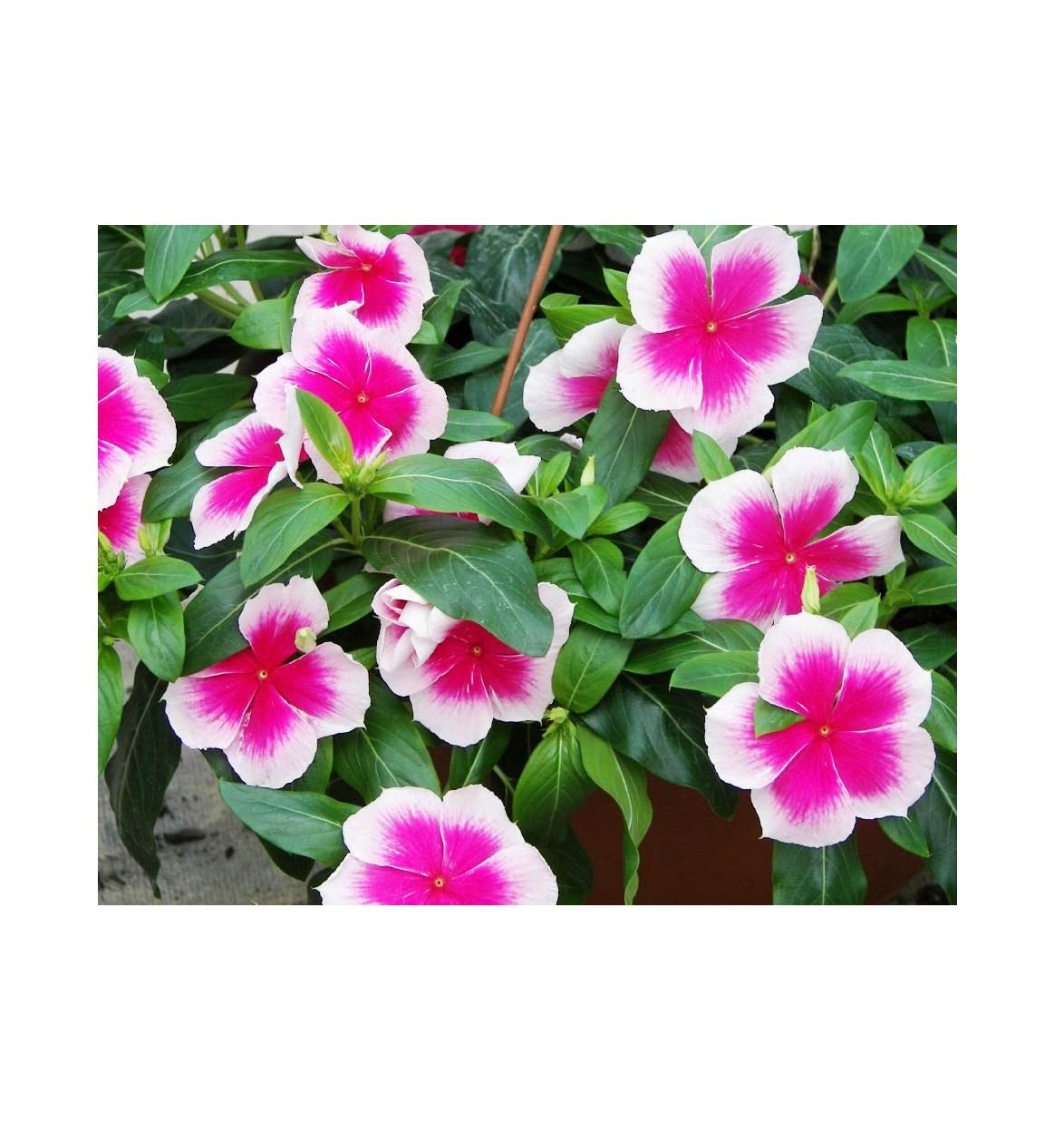 Famous Garden Live Vinca Pink & White Flower Plant With Pot-IndoorOutdoor Plant (B07Z7LQ6L6) Amazon Price History, Amazon Price Tracker