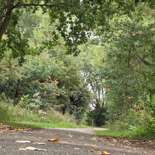 Forward Voices cover art