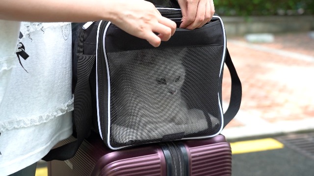 Top and 2 Sides Expandable Cat Carrier 18x11x11, TSA Airline Approved Dog Carriers for Small Dogs, Soft-Sided Pet Carrier with Self-Locking Zippers for Kitten,Rabbit, Puppy, Guinea Pig Black - image 7