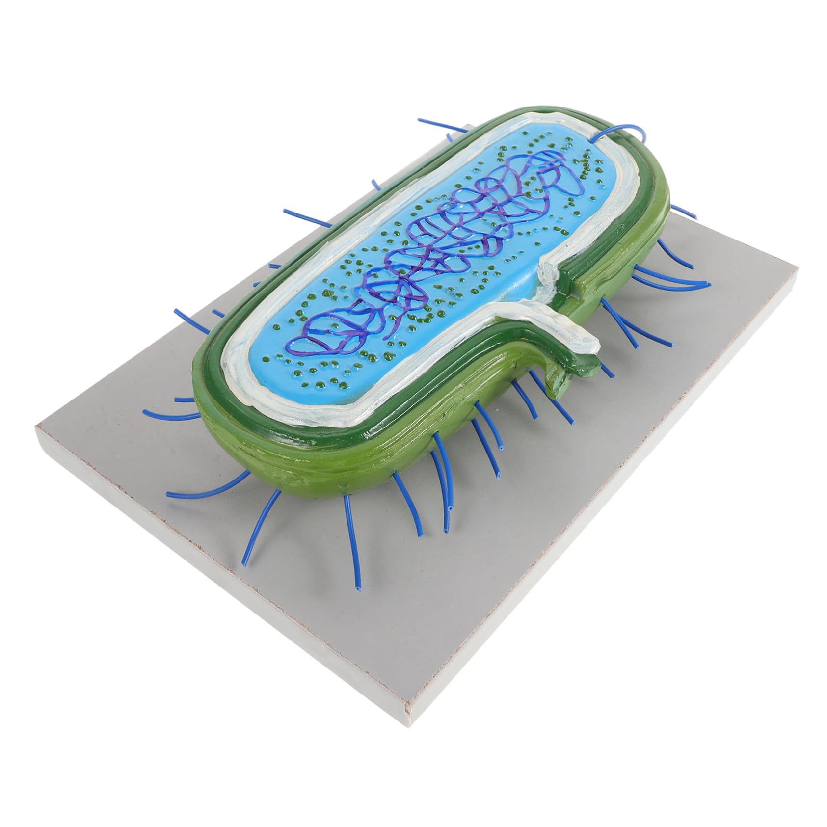NOLITOY Microbiologie Modèles Anatomiques de Cellules et Bactéries, Matériel Pédagogique pour L’École, Usage Polyvalent, en PVC, pour Enseignement