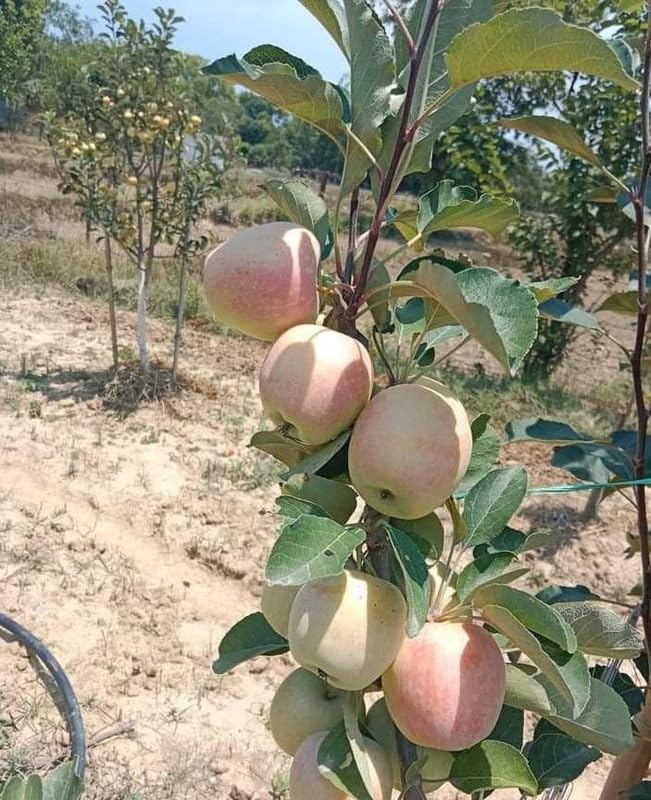 Live Fruit Plant for Hot Climate Supporting All India Weather Grafted Tree from Shimla-Himachal Healthy and Delicious Fruit Plant Pack of 1 Anna & Hrmn 99 Apple Tree (B0D2RTQT85) Amazon Price History, Amazon Price Tracker