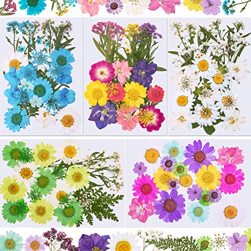 144 Pieces Dried Pressed Flowers Natural Dried Flowers Colorful Pressed Flowers Daisies Real Dried Flowers Leaves Petals for DIY Candle Resin Jewelry Nail Pendant Crafts Making and Decoration Supply