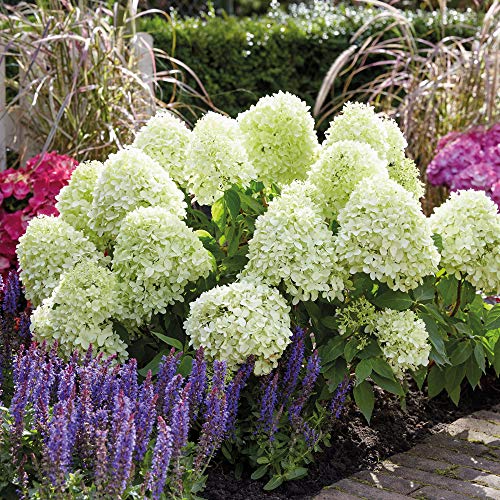 Hydrangea 'Little Spooky' Hardy Perennial Flowering Garden Shrub in 2X 9cm Pot by Thompson and Morgan (2)