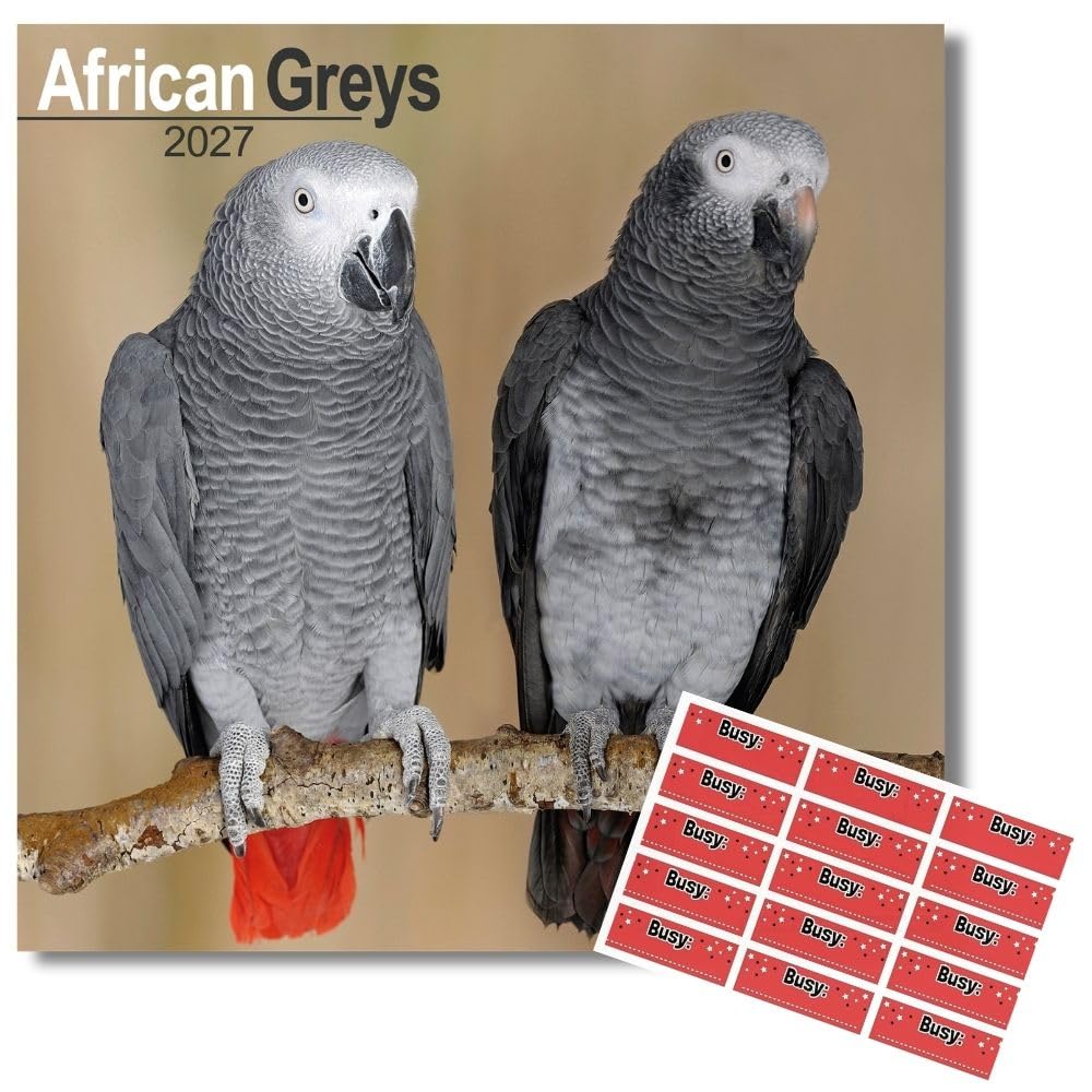 Avonside African Greys 2027 Calendar with Organisational Stickers, 16 Month Square Wall Calendar (Sept 2026 - Dec 2027), UK Planner Grey Parrots, Bird Lovers, Home or Office, 11.6x11.6 in