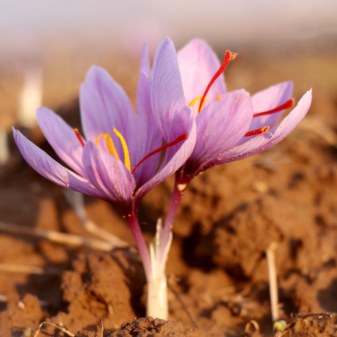 M-Tech Gardens Saffron Crocus Flower Plant Kashmiri Saffron Bulb/Kesar/Zafran/Crocus Corm (5 Bulbs Pack) - Image 6 thumbnail