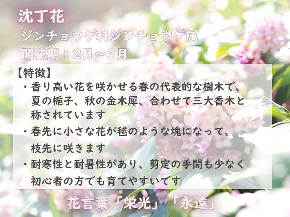 Amazon.co.jp: 前島沈丁花苗 斑入りの葉ジンチョウゲ前島香りの