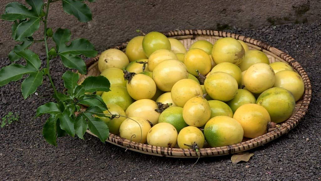 See full amazon price history chart for OhhSome Passion Fruit Yellow White Granadilla Passifloraceae Or Flower Family Garden Plant(1 Healthy Live Plant) OhhSome Passion Fruit Yellow White Granadilla Passifloraceae Or Flower Family Garden Plant(1 Healthy Live Plant) (B09N95T5SW) Amazon Price History, Amazon Price Tracker