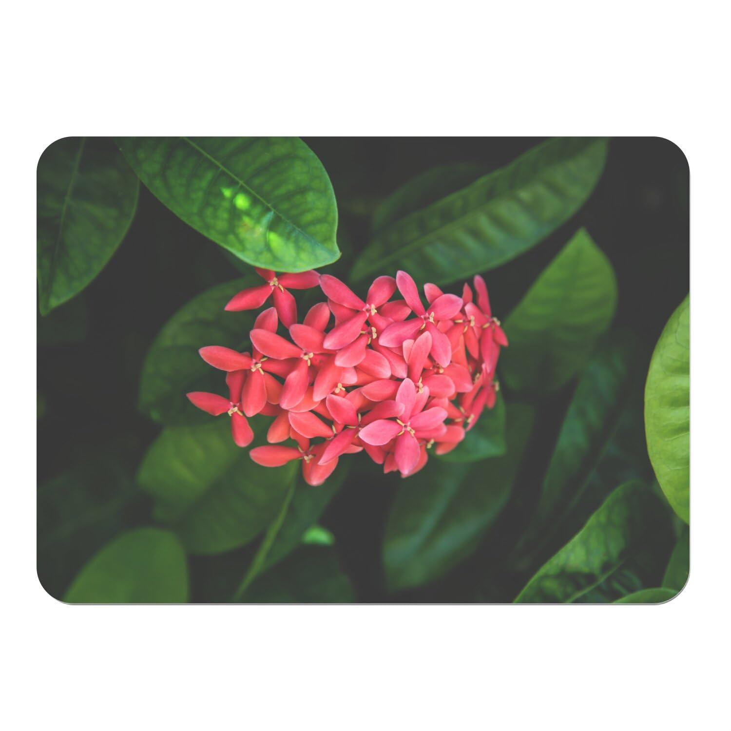 Sets de table souples en liège avec finitions fleurs de Red Ixora
