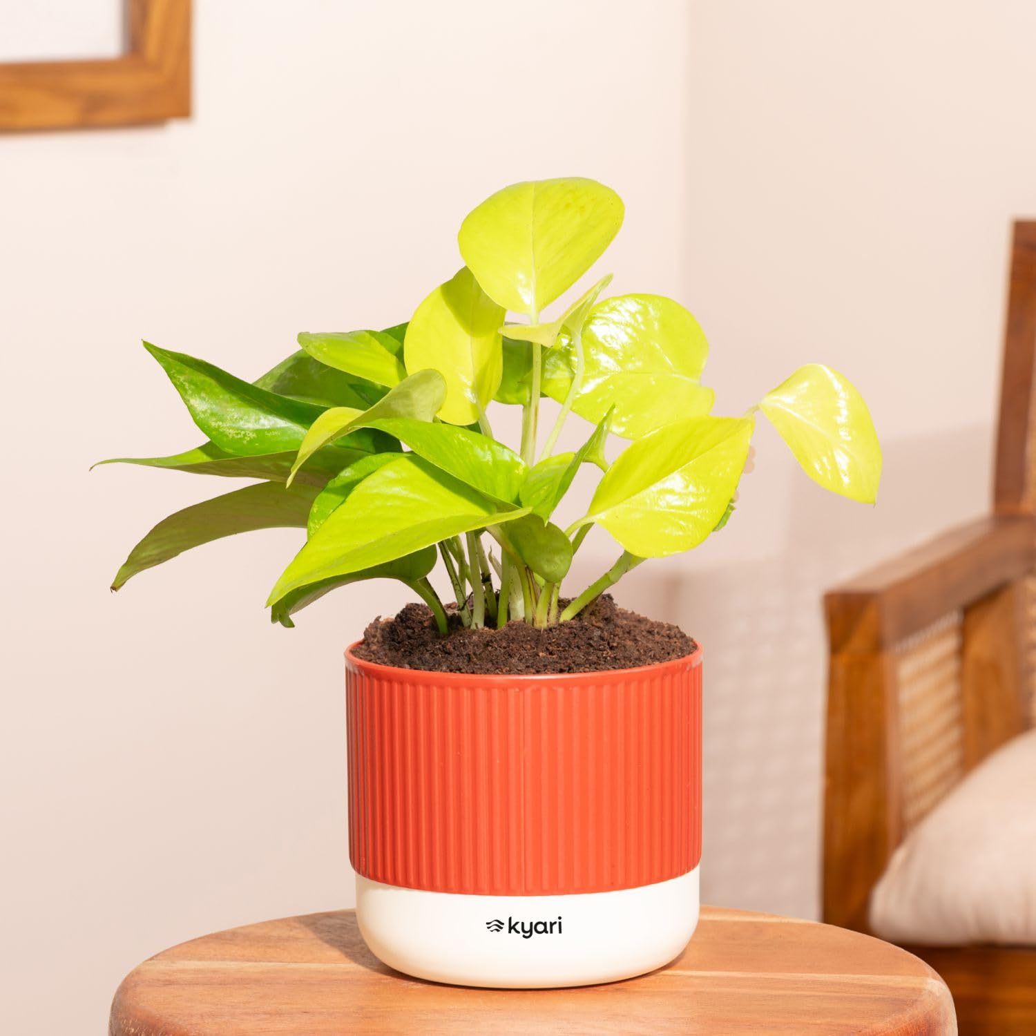 Kyari Golden Money Live Plant Indoor with Red Brick Self Watering Pot