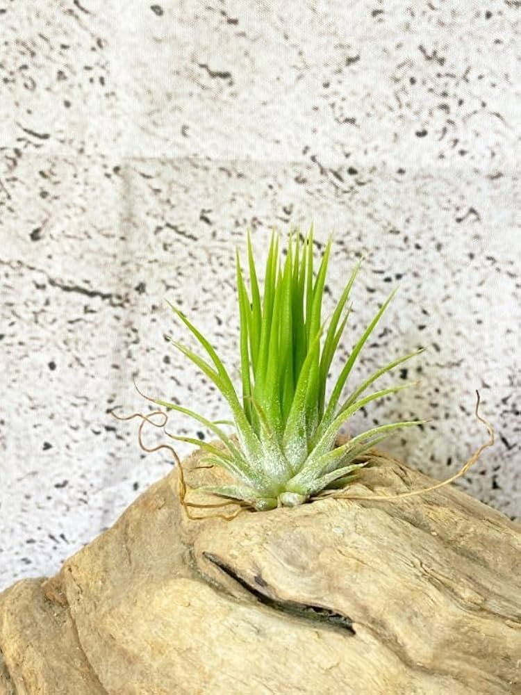 Amazon.co.jp: Frontier Plants 現品チランジアイオナンタフエゴ