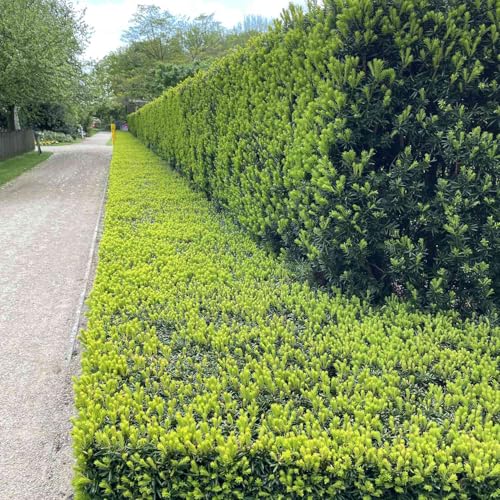 Garten-Schlüter® Europäische Eibe Taxus baccata – Schnittverträgliche Heckenpflanze mit dichtem Wuchs, dekorative rote Beeren (3-5 Liter Topf 40-60 cm)