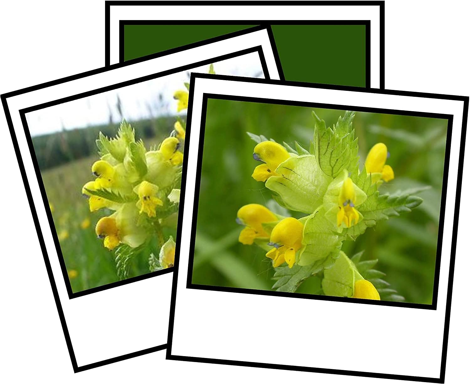 Mr Fothergill’s Seeds Ltd Yellow Rattle Wild Flower Seeds Amazon.co