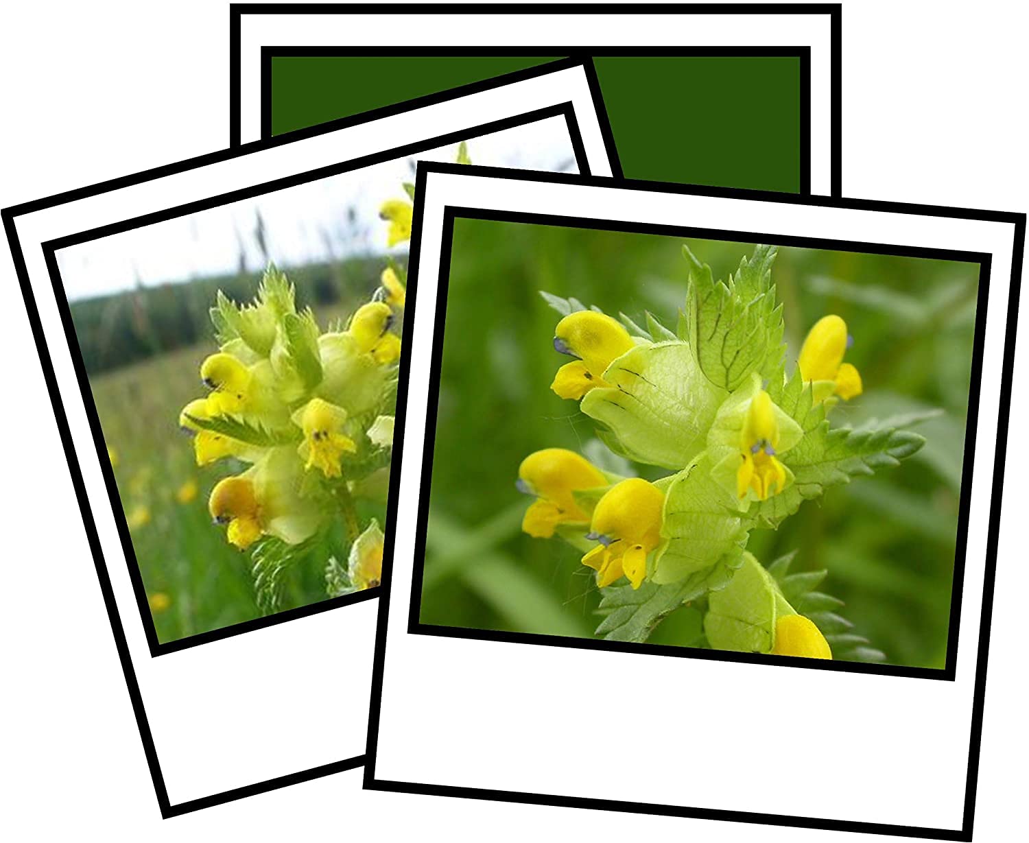 Hand Picked British Wild Flower Seeds Yellow Rattle Rhinanthus Minor (10g)