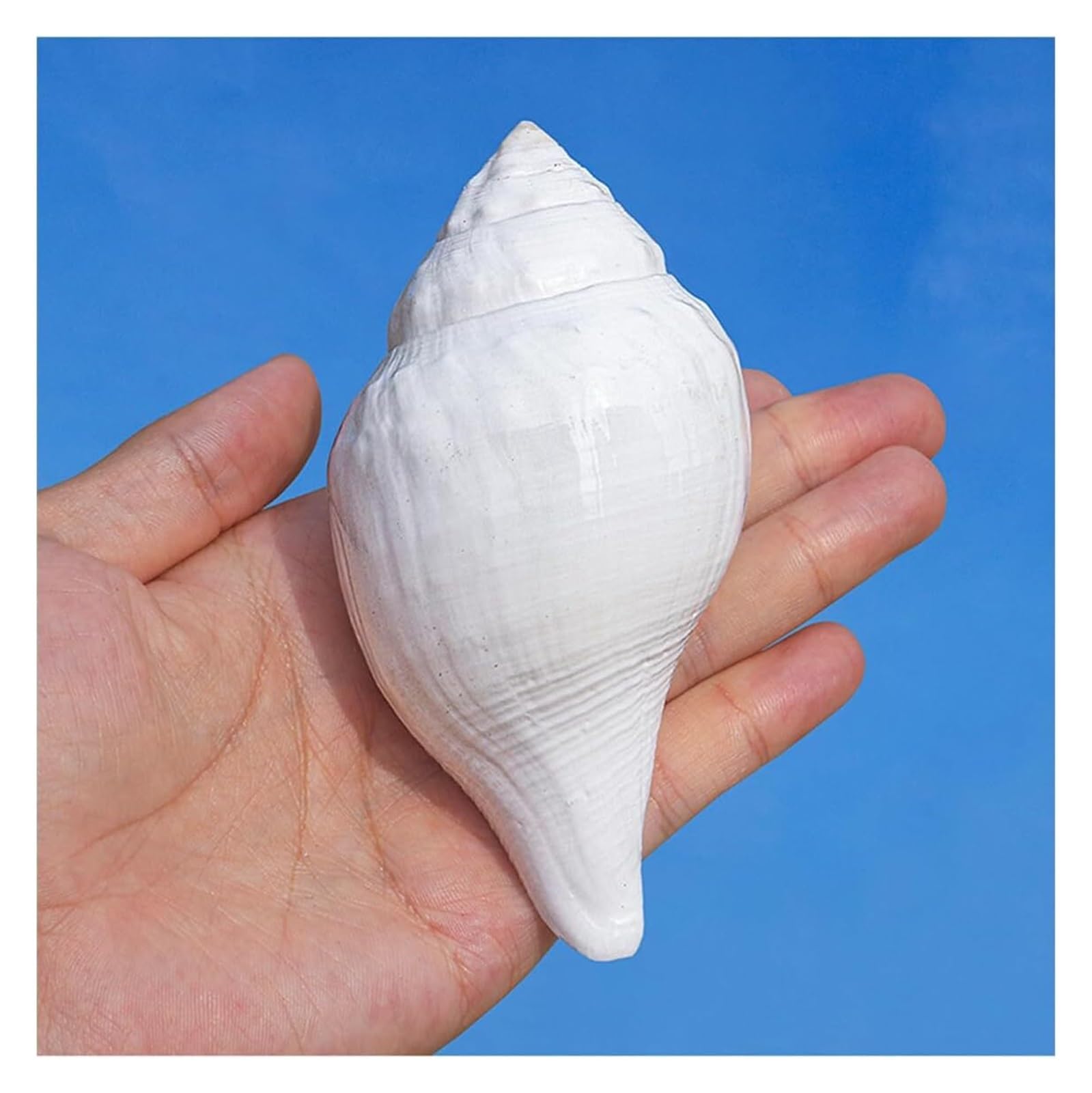 Coquillage, Énorme conque océanique 9~12 Cm, Parfaite la décoration de(10~11cm)
