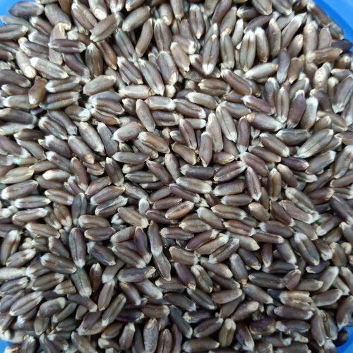 DIOART™ GBPUAT-135 Organic Black Wheat Grass Seeds for sprouting Humans and Pets
