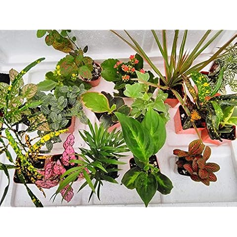 Terrarium & Fairy Garden Plants - 10 Plants in 2.5" pots Unique-Jmbamboo Cover