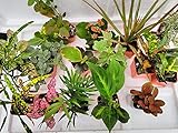 Terrarium & Fairy Garden Plants - 10 Plants in 2.5'...