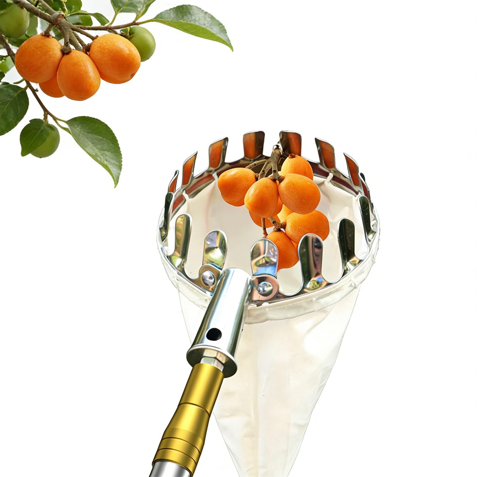 Raccogli Frutta con Palo in Acciaio Inox Leggero 2-7M Raccogli Fichi Attrezzo Raccogli Frutta Raccoglifrutta Regolabile in Altezza per Raccogliere Mele, Arance