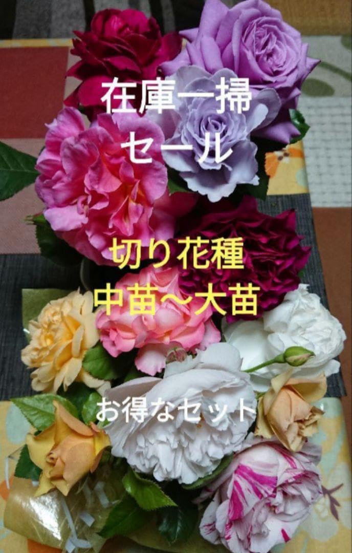 バラ苗(入手困難切り花種) やり過ぎ福〇お買い得セット バラ苗(入手困難切り花種) お楽しみ福〇お得セット
