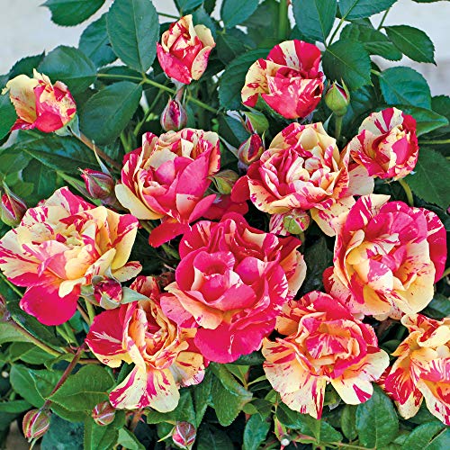 Carnevale®, rosaio vivo Rose Barni®, rosa in vaso