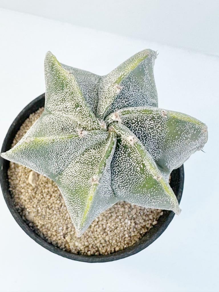 Amazon.co.jp: Astrophytum Myriostigma variegated アストロフィツム