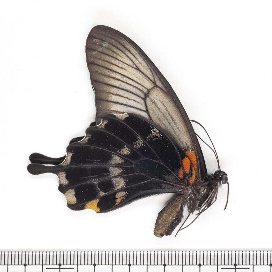 Amazon.co.jp: 未展翅昆虫標本No.13 パラワンアゲハ スフューサス