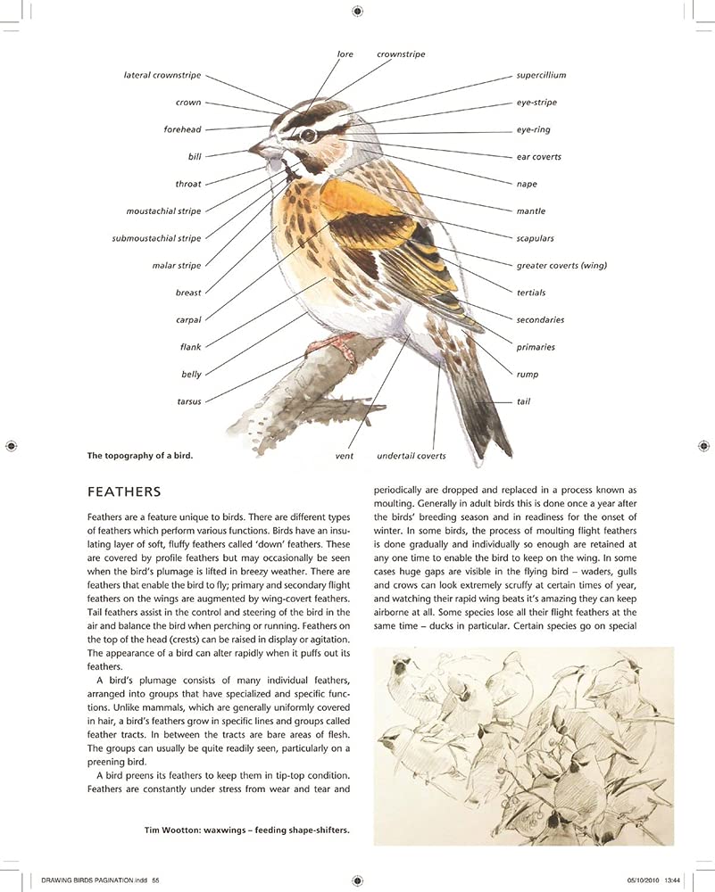 Drawing and Painting Birds