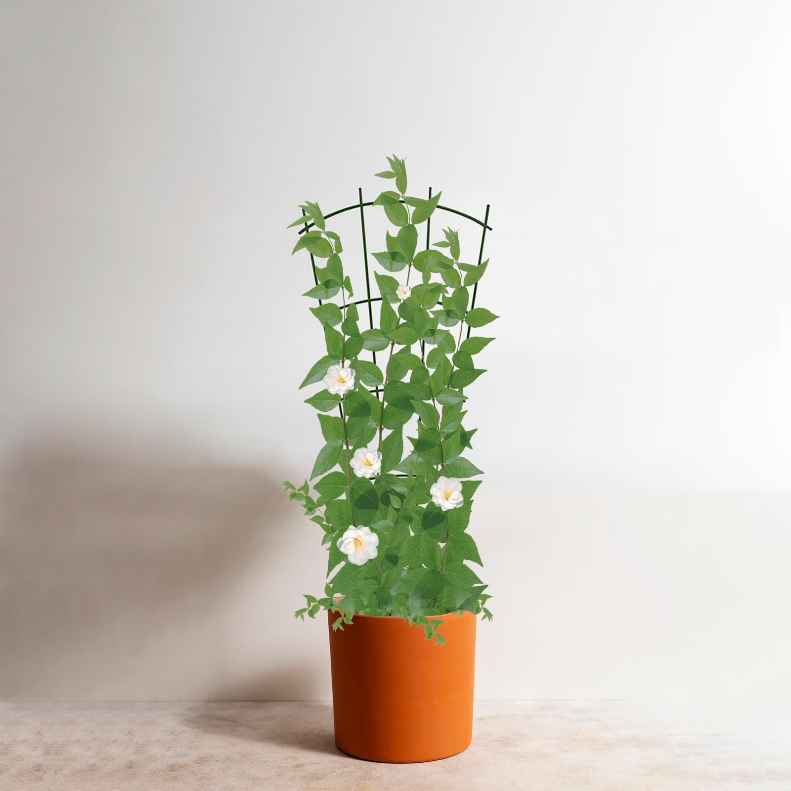 3 Piezas Espaldera para Plantas Trepadoras, Enrejados De Plantas Trepadoras, Enrejado De Jardín para Plantas De Interior, Enrejado De Metal para Plantas En Maceta, Adecuado para Flores De Luna, Rosas