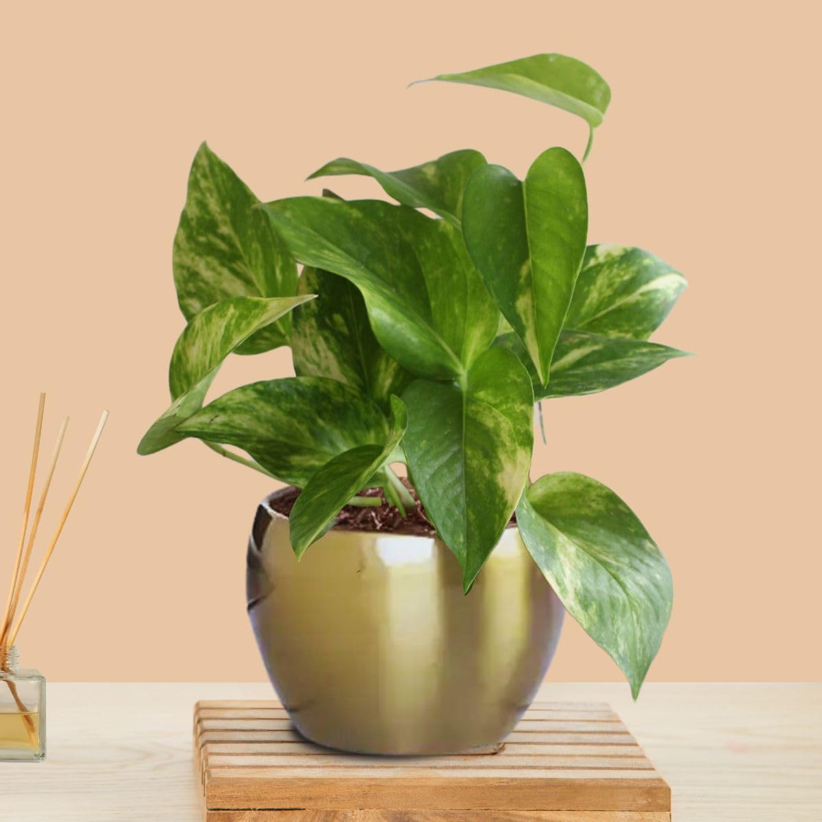 See full amazon price history chart for Greenkin Good Luck Money Plant Variegated in Golden Metal Pot | Air purifying Indoor Plants for Living Room | Small Plants for Home Decor Greenkin Good Luck Money Plant Variegated in Golden Metal Pot | Air purifying Indoor Plants for Living Room | Small Plants for Home Decor (B0DD875Q8Z) Amazon Price History, Amazon Price Tracker