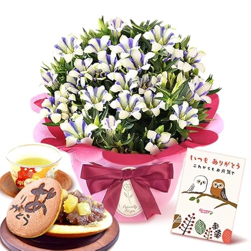 おいもや 敬老の日 プレゼント ギフト おいもや 花 りんどう 5号鉢 どら焼き 花とスイーツ 鉢植え 花鉢 生花 (白寿/どら焼き) KR